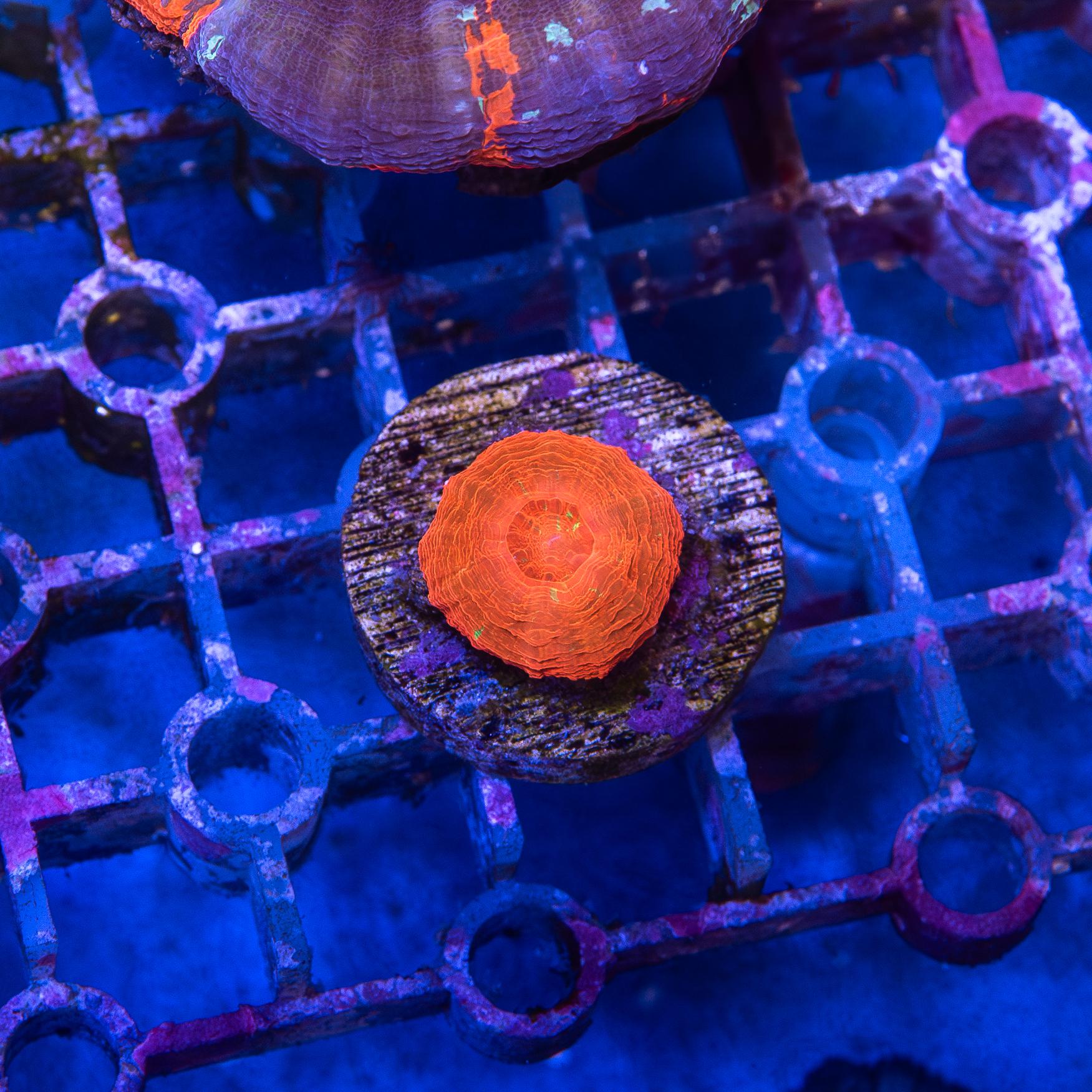 Scolymia - Captive Bred (EA#196)