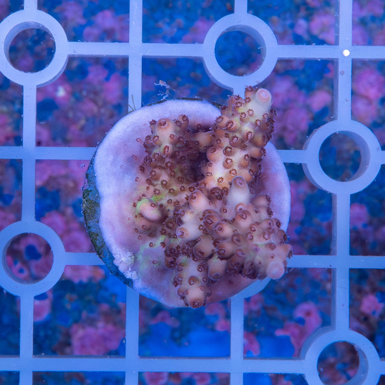 Frag - Acropora