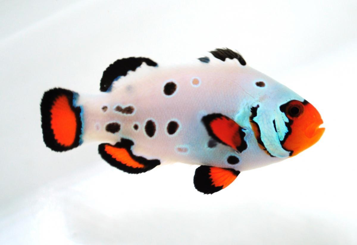 Frostbite Clownfish