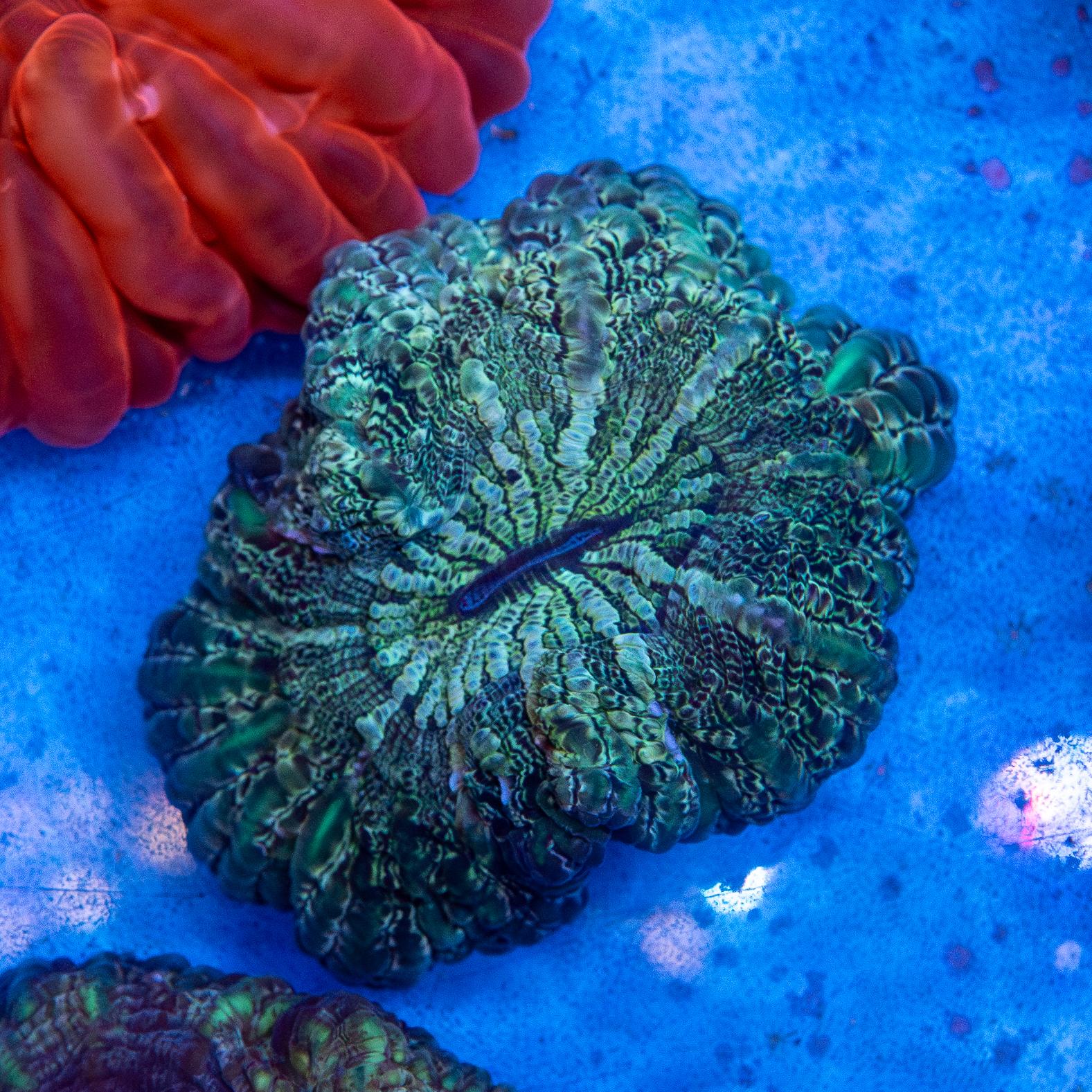 Green Cynarina (EA#204)