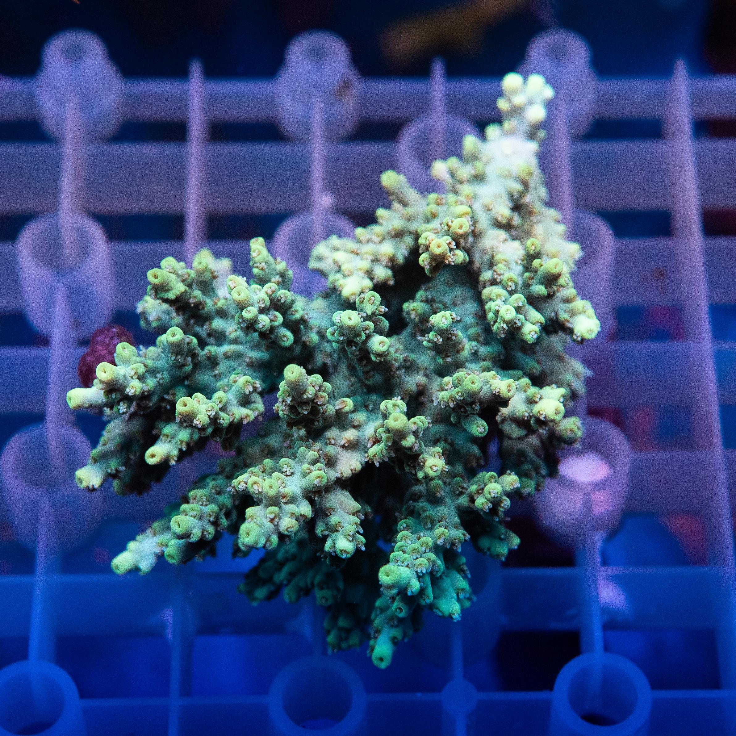 Acropora Colony (EA#429)