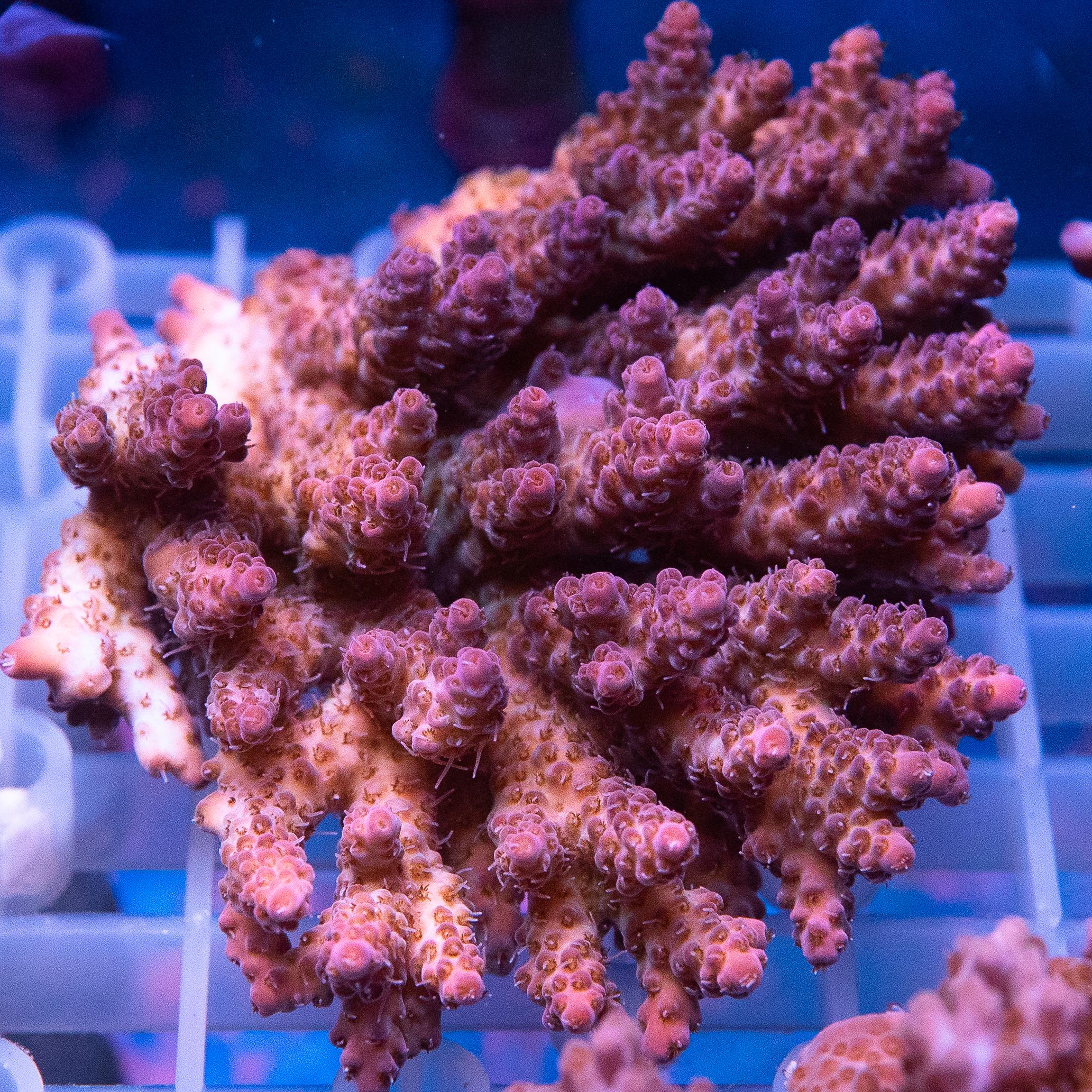 Acropora Colony (EA#437)