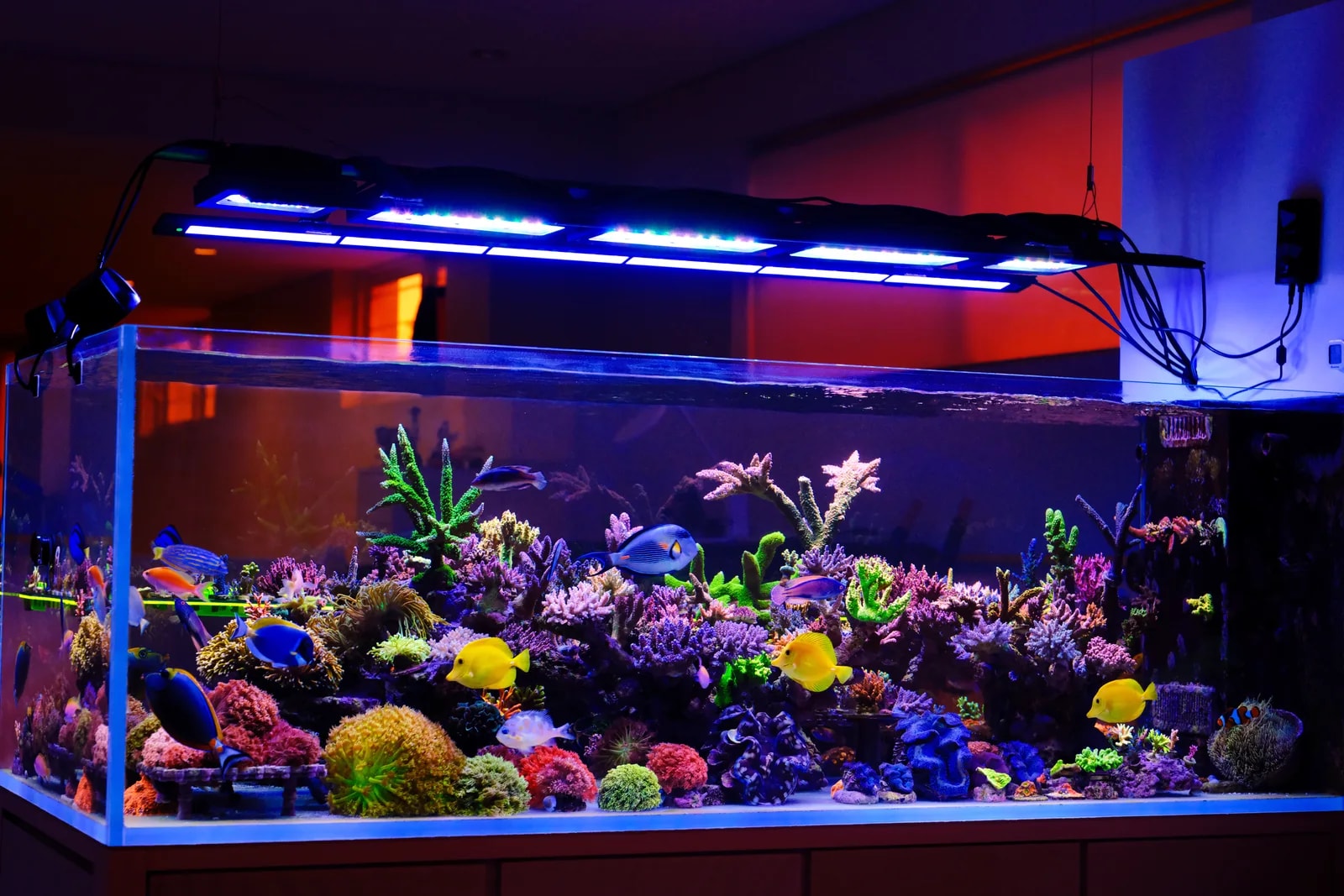 Colourful coral in an Eastwood Aquarium display reef