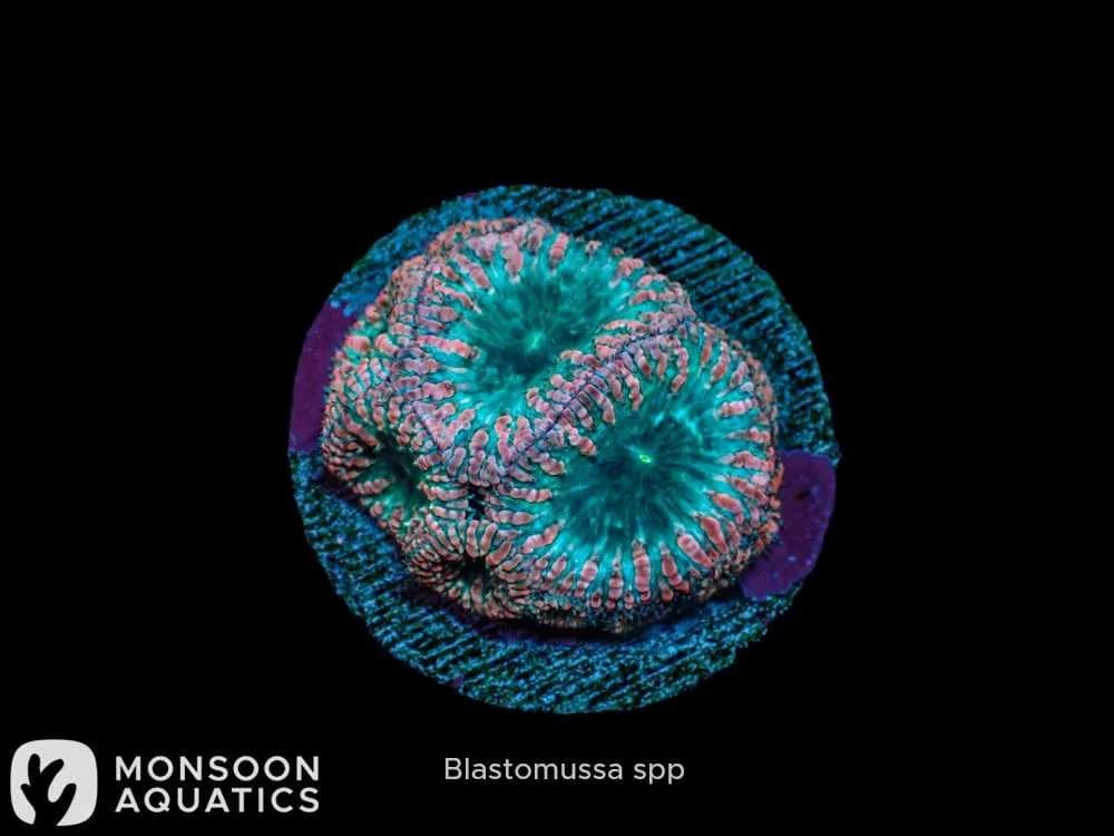 Blastomussa