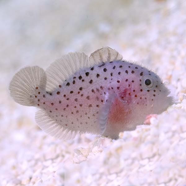 Spotted Coral Croucher