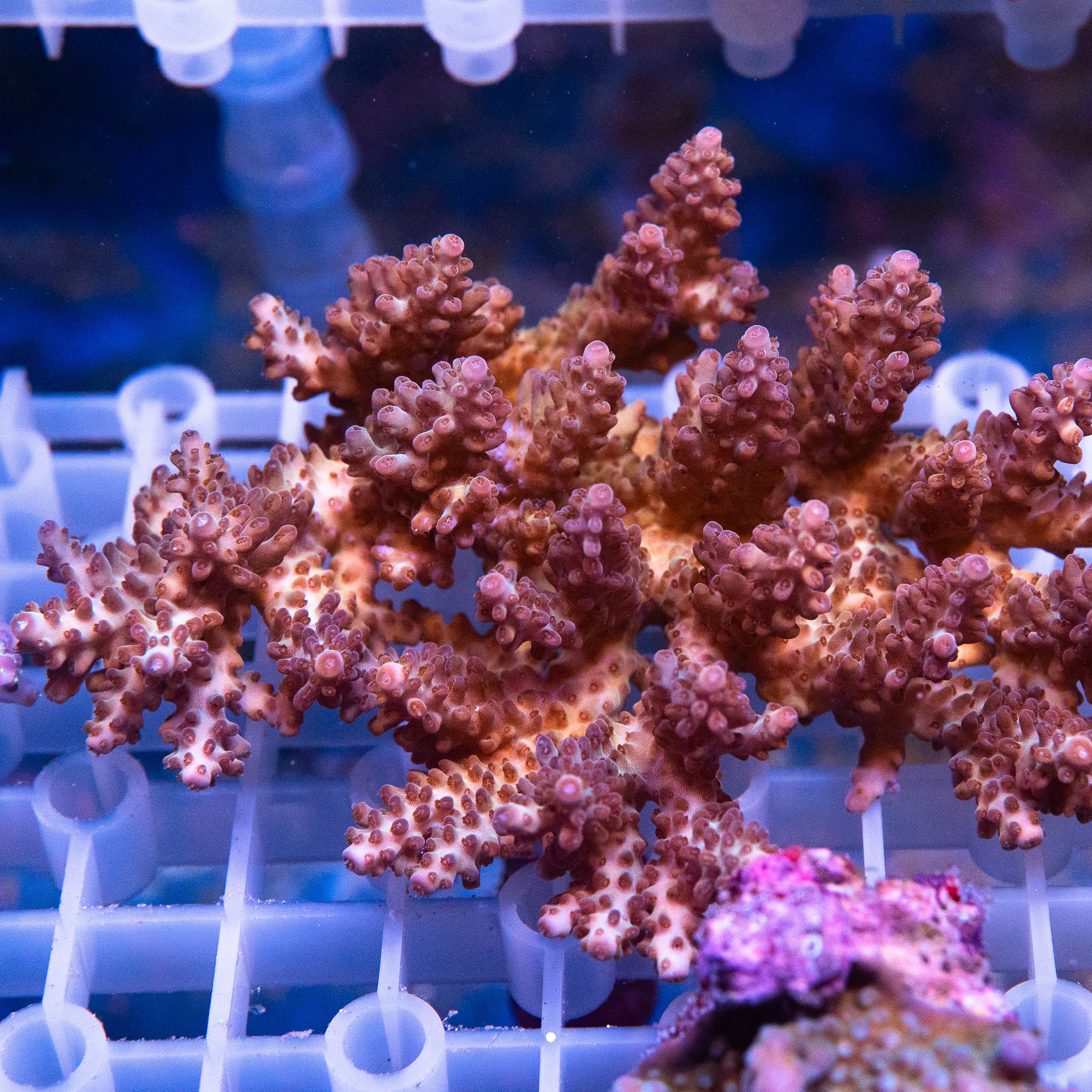 Acropora Colony (EA#410)