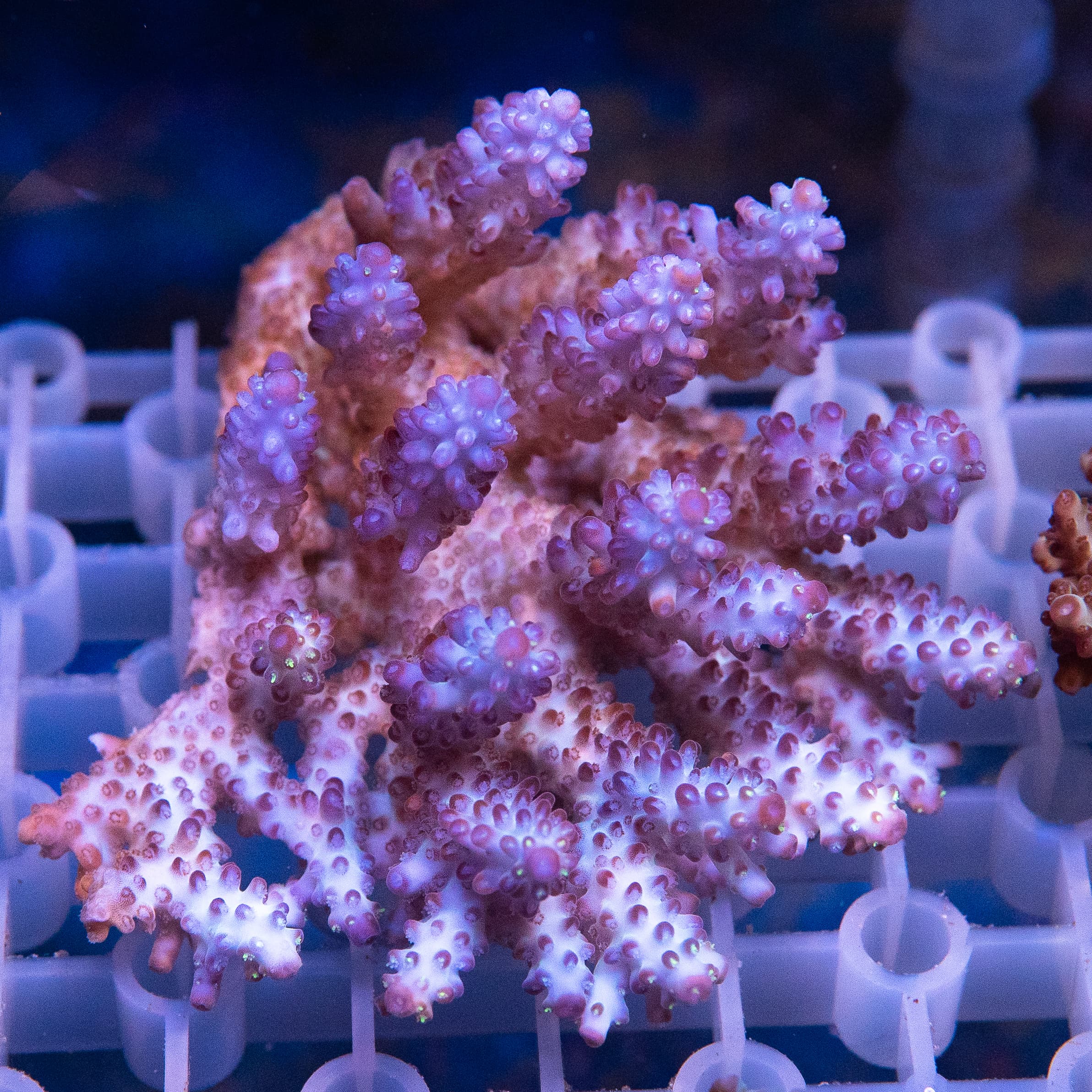 Acropora Colony (EA#409)