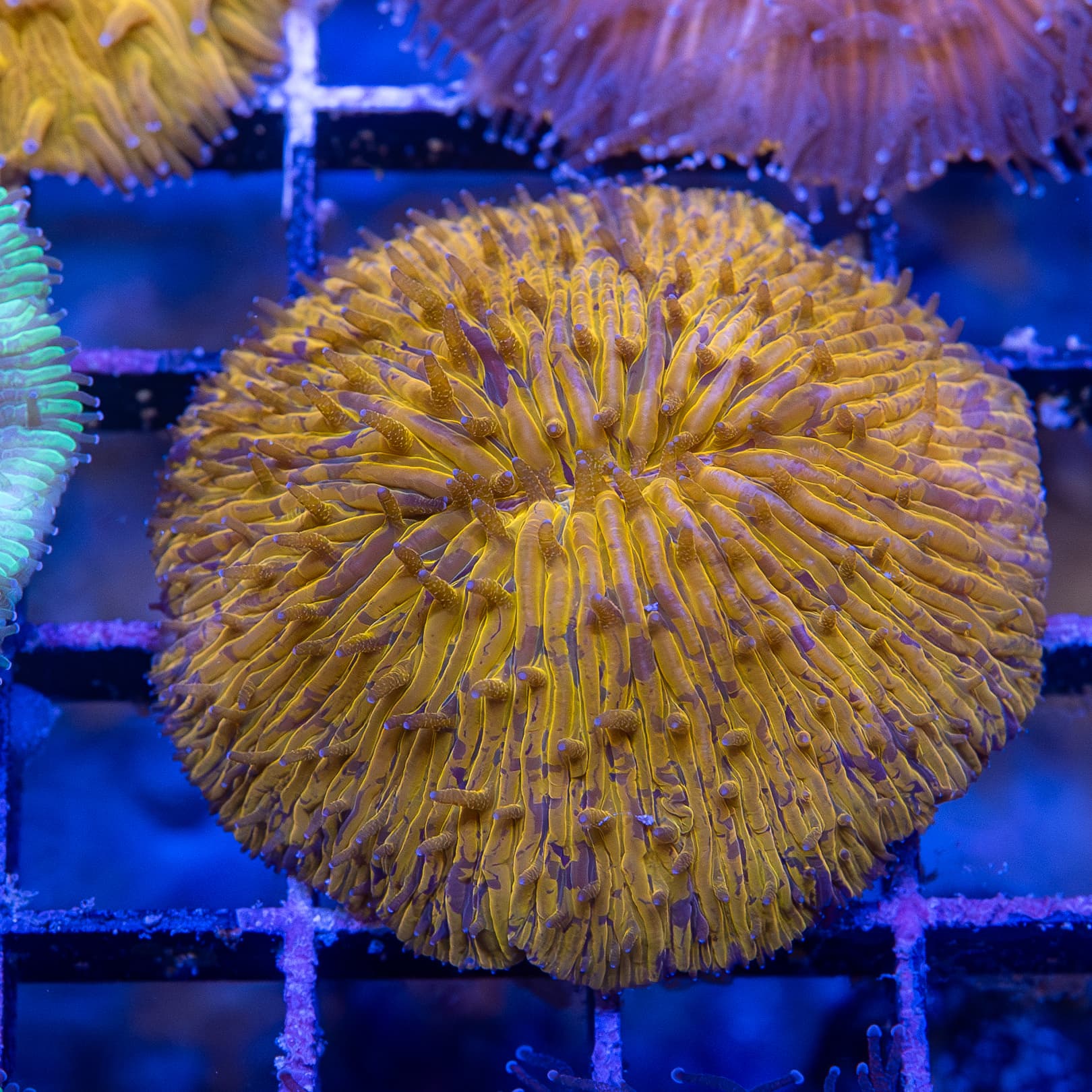 Fungia (EA#518)