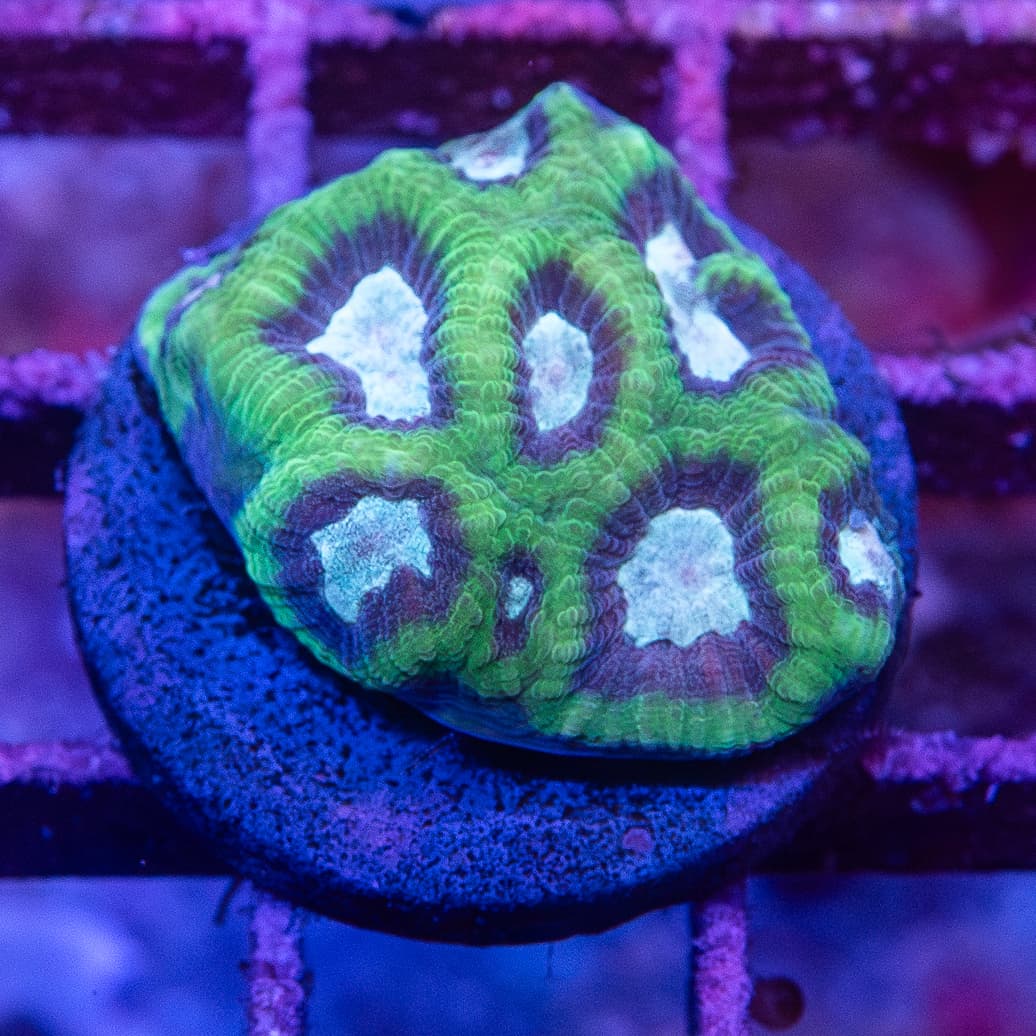 Frag - Favia