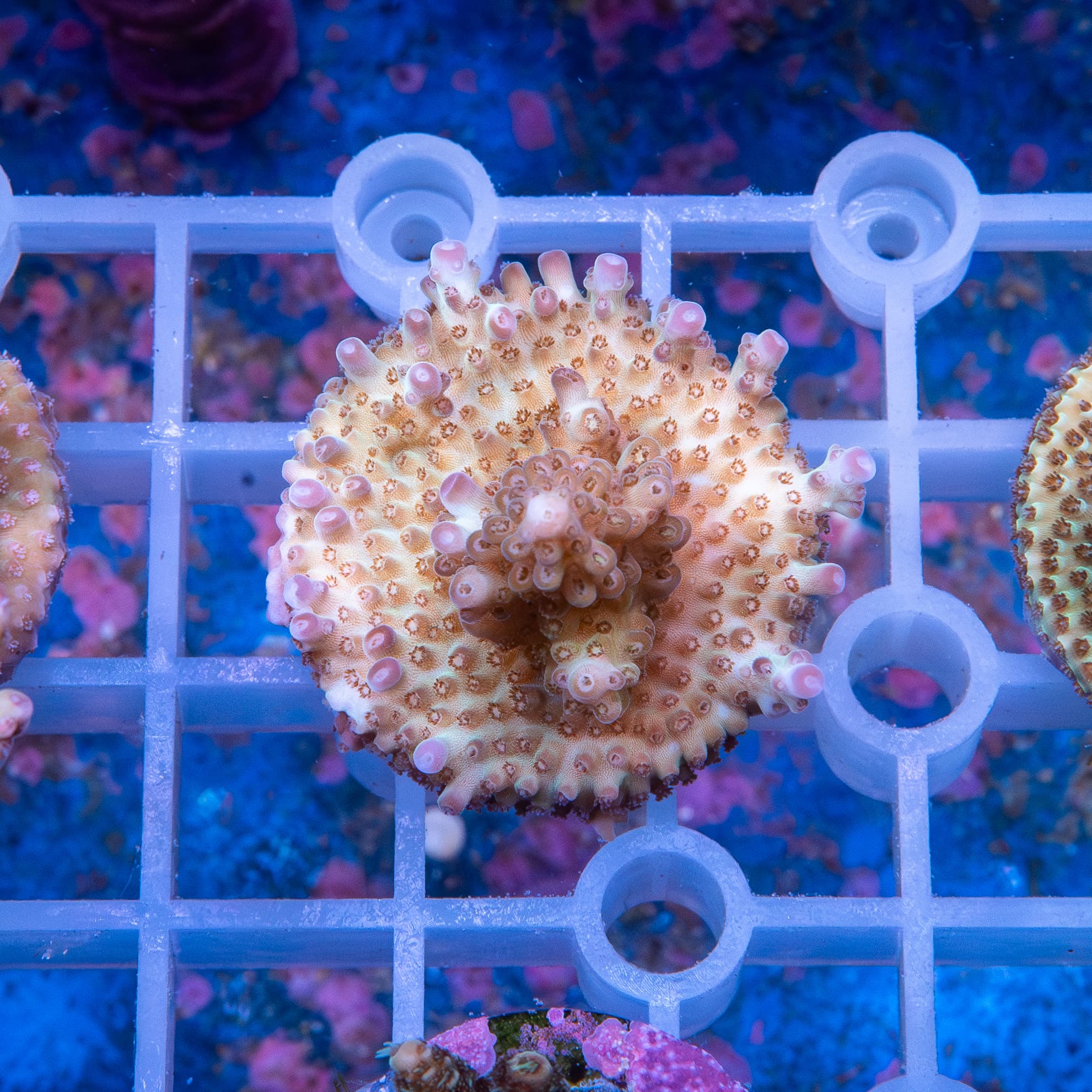 Frag - Acropora