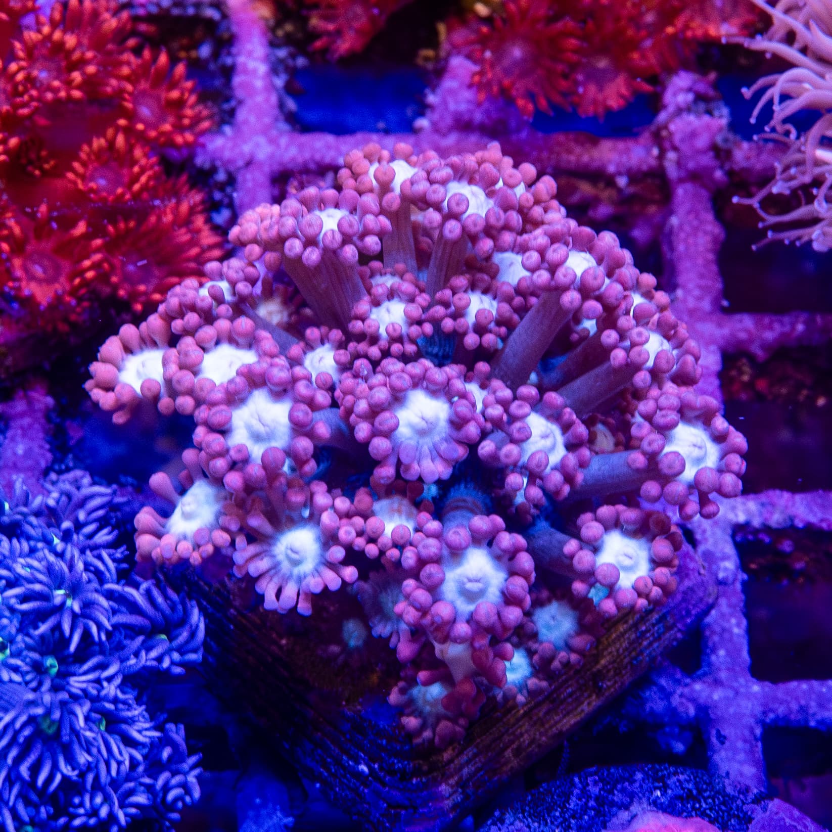 Frag - Goniopora