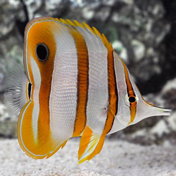 Copperband Butterfly