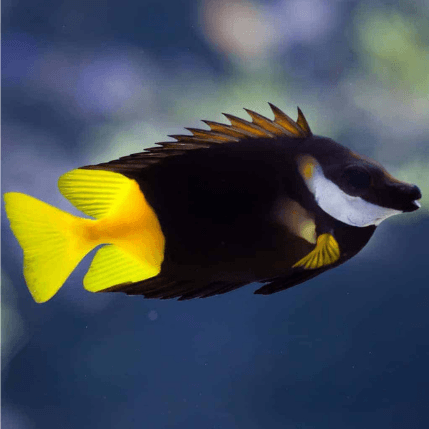 Fiji Foxface