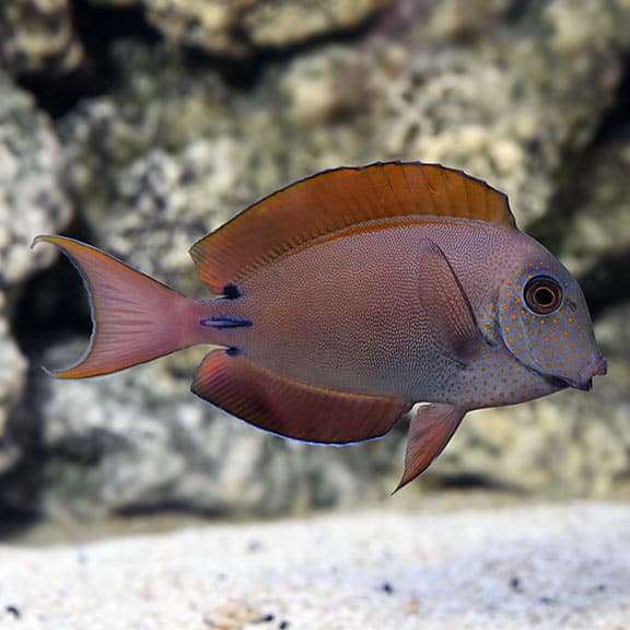 Lavendar Tang