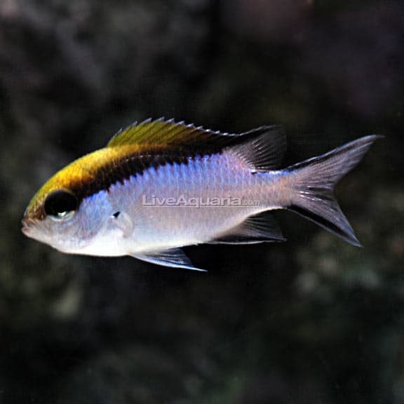 Chromis - Great Barrier Reef