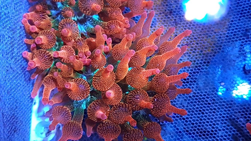 Forest Fire BTA